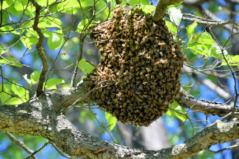 Las abejas sólo atacan en defensa propia; evita molestarlas