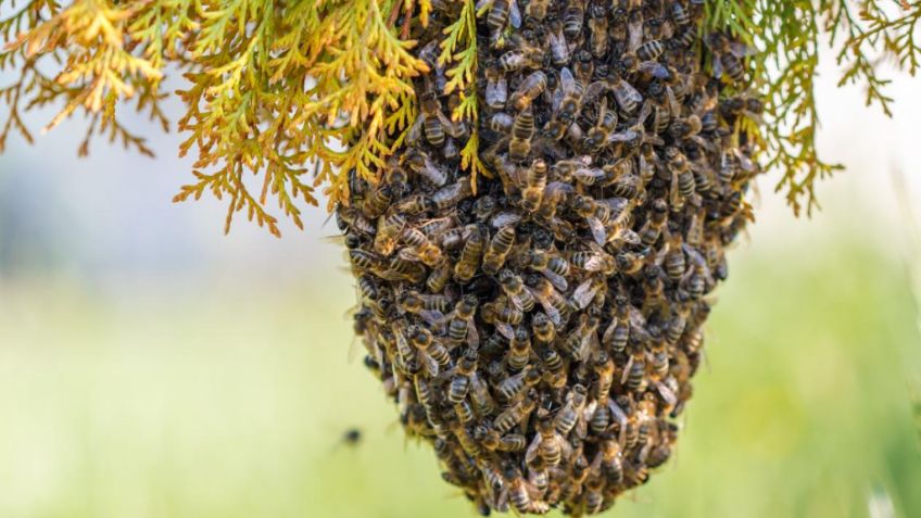 Trágico final: Sinaloense pierde la vida tras ser atacado por varias abejas