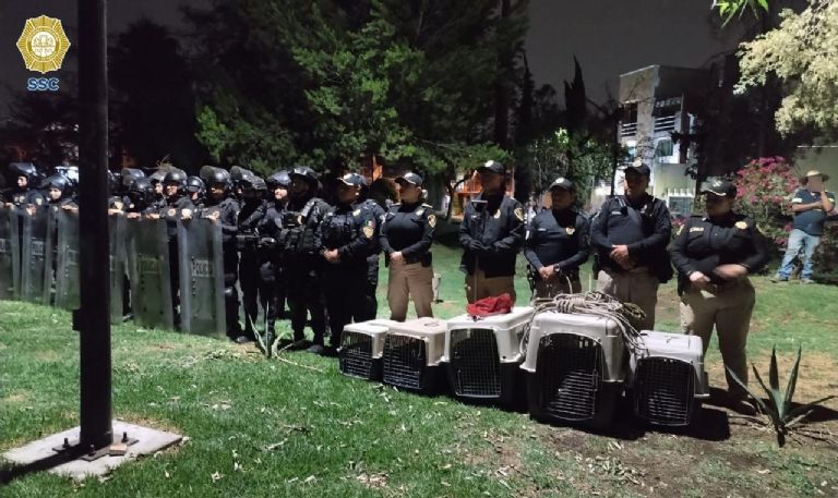 Rescatan a caballos maltratados en Xochimilco