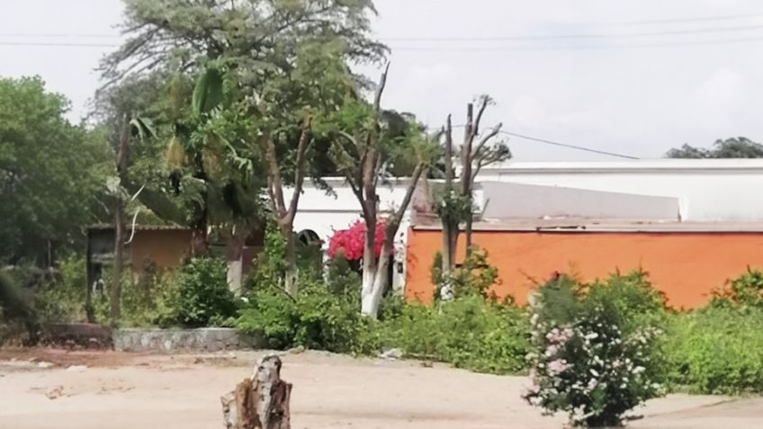 Ecología de Navojoa sanciona a responsable de poda ilegal de árboles en Pueblo Viejo