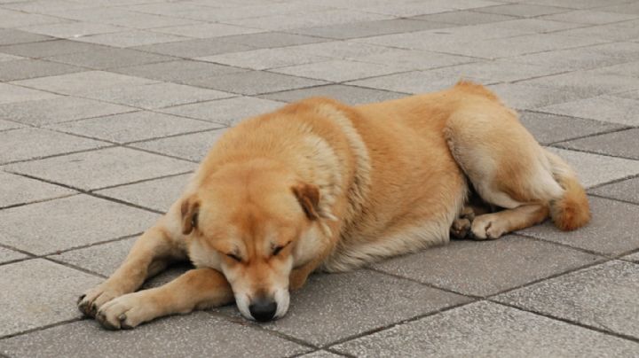 Hallan nueva víctima del asesino serial de perros en el Bosque de Nativitas; van 27 canes