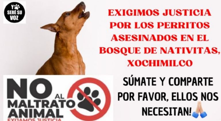 Asesino serial de perros suma nueva víctima