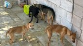 Foto ilustrativa de la nota titulada Rescate de caninos maltratados en Guaymas: Una acción coordinada del AMIC y rescate canino