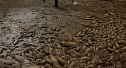 Calor en Chihuahua seca lagos; aparecen decenas de peces y animales muertos