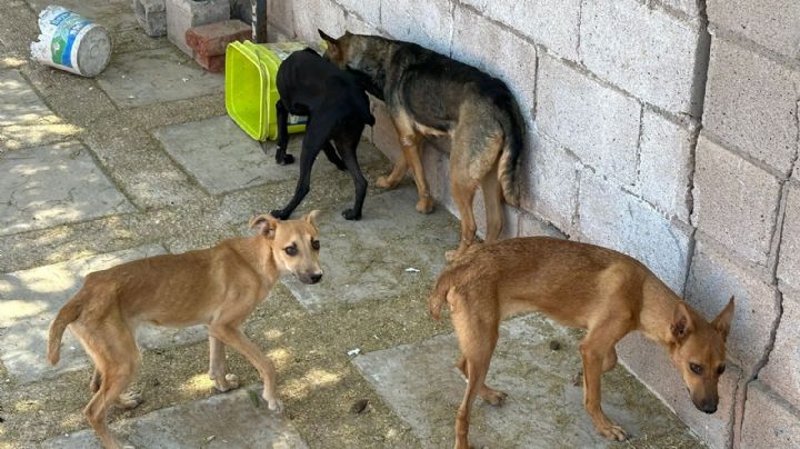 Rescate de caninos maltratados en Guaymas: Una acción coordinada del AMIC y rescate canino