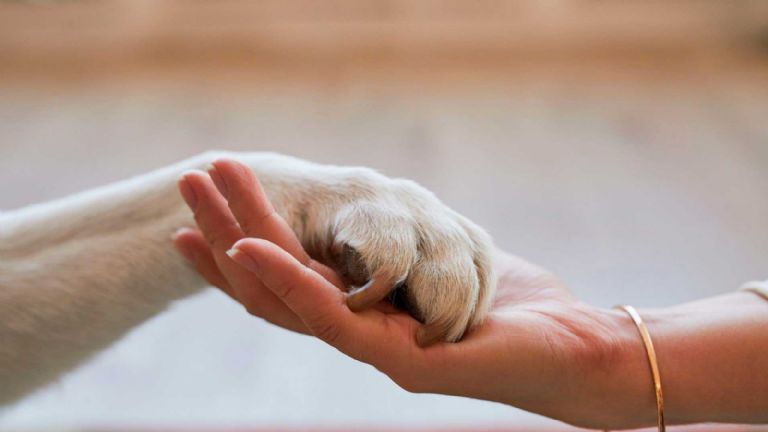 Rescatan a 4 animalitos de maltrato en Guaymas, Sonora