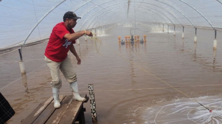 Sector acuícola de Sonora se mantiene a flote pese a la falta de apoyos del Gobierno Federal
