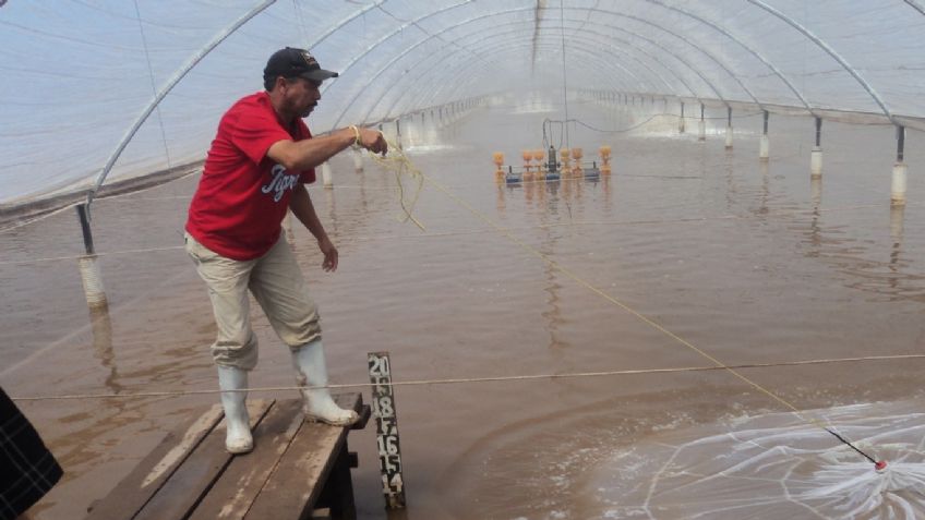 Sector acuícola de Sonora se mantiene a flote pese a la falta de apoyos del Gobierno Federal