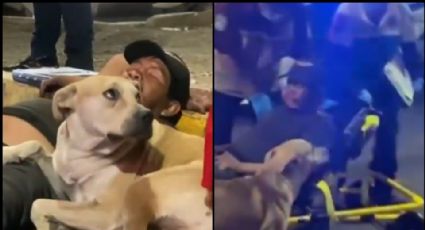 VIDEO: Perrito se vuelve viral por cuidar a su 'humano' tras ser atropellado en la CDMX