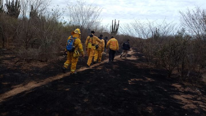Sur de Sonora registra 21 incendios forestales en lo que va de este 2024