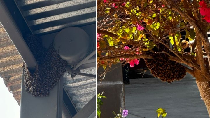 Jardín de Niños en Etchojoa suspende clases por la presencia de tres panales de abejas