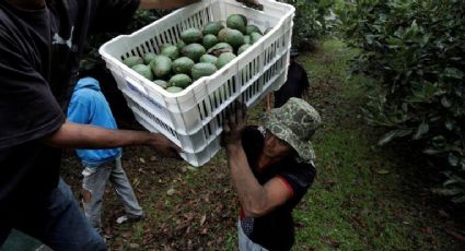 Productores perderán 52mdd a la semana por bloqueo al aguacate en Estados Unidos