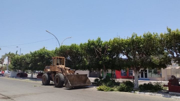 Habitantes de Navojoa reprueban poda de árboles en el centro de la ciudad