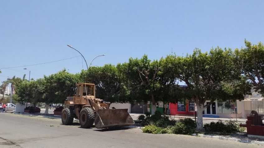 Habitantes de Navojoa reprueban poda de árboles en el centro de la ciudad