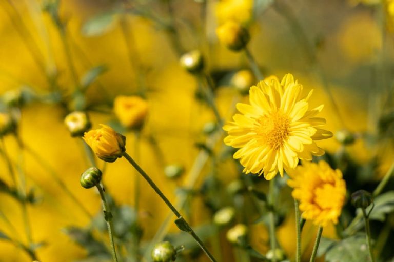 Yellow Day 2024 Origen