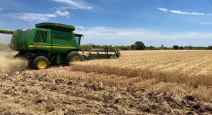 Crisis del trigo sonorense sigue amenazando el futuro del campo en el Valle del Yaqui