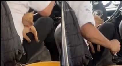 VIDEO: Chofer de transporte público conmueve a la gente por llevar a su perrito a trabajar