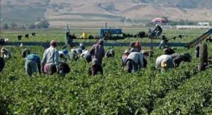 Productores de Sonora, con expectativas ante la llegada de Julio Berdegué a Agricultura