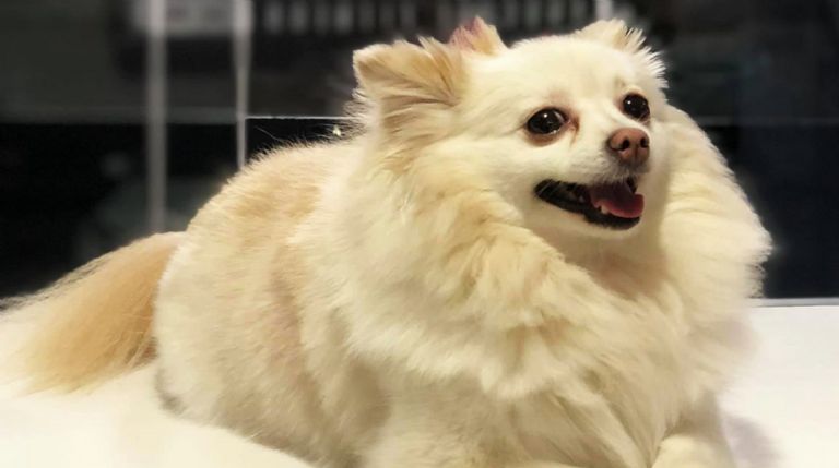 Fiscalía investigará el caso de Channel