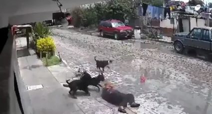 VIDEO: Perros atacan a abuelita en Querétaro; tuvo que ser hospitalizada