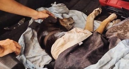 Solo por una foto: Atleta abandona a perro atropellado durante carrera en Tijuana