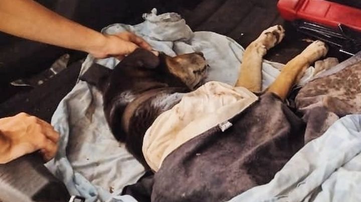 Solo por una foto: Atleta abandona a perro atropellado durante carrera en Tijuana