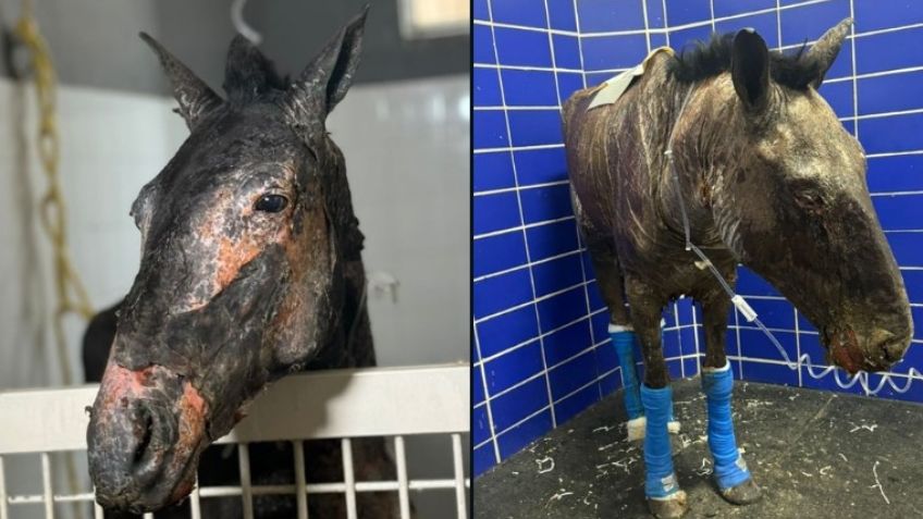 Fallece el caballo Fénix tras sufrir quemaduras severas en incendio forestal en Chiapas
