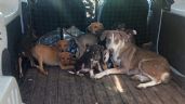 Foto ilustrativa de la nota titulada Rescatan a 15 perros por maltrato animal en Guaymas; presentaban desnutrición y sarna