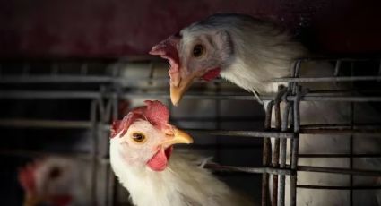 Gripe Aviar A H5N2: Autoridades de salud descartan riesgo de contagio en México