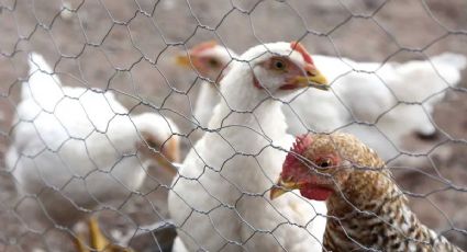 ¿Cuáles son los síntomas de la gripe aviar A(H5N2) y qué tan peligroso es? Aquí te decimos