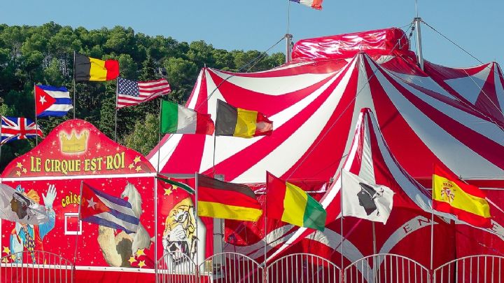 FOTO: Osa ataca a su entrenador en pleno show de circo en Rusia; el sujeto sobrevive