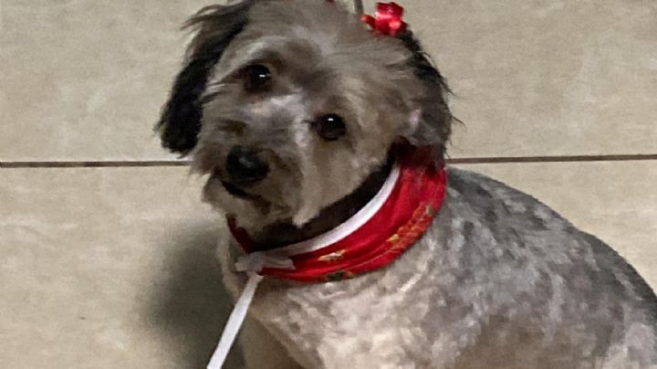 Animalistas dan recomendaciones para evitar brotes de garrapatas en Ciudad Obregón