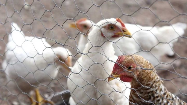 ¿Cuáles son los síntomas de la gripe aviar A(H5N2) y qué tan peligroso es? Aquí te decimos