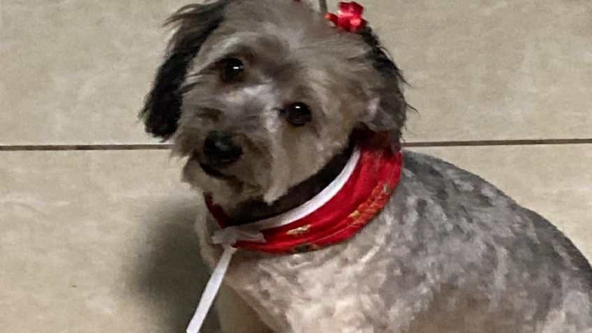 Animalistas dan recomendaciones para evitar brotes de garrapatas en Ciudad Obregón