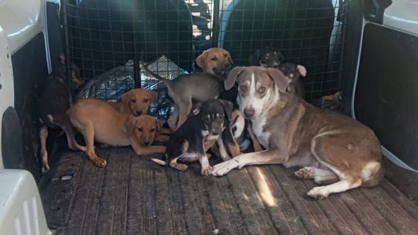 Rescatan a 15 perros por maltrato animal en Guaymas; presentaban desnutrición y sarna