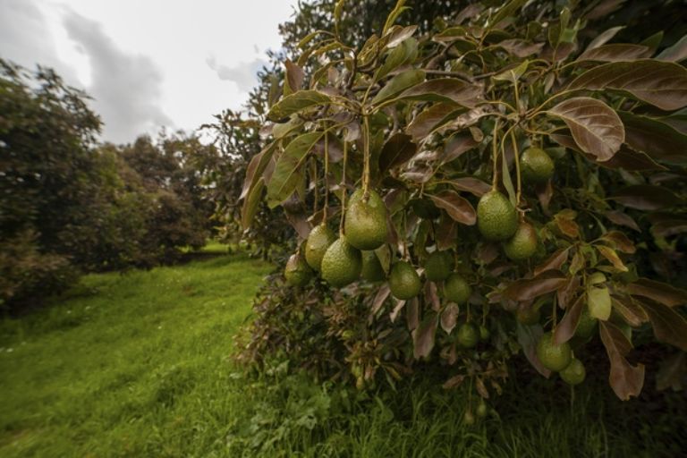 Se han encontrado varias huertas de aguacate ilegales. 