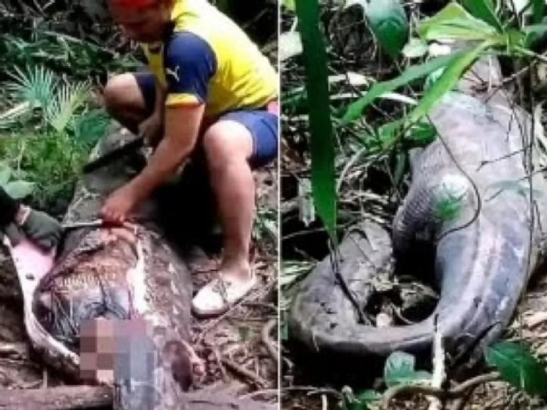 Horror en Indonesia: Una Pitón de Cinco Metros Devora a una Mujer Desaparecida