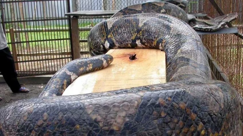 Horror en Indonesia: Una pitón de 5 metros devora a una mujer; estuvo desaparecida