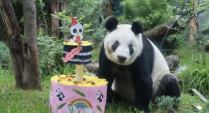 Fiesta en Chapultepec: Xin Xin, la panda gigante cumple 34 años de 'Esperanza'