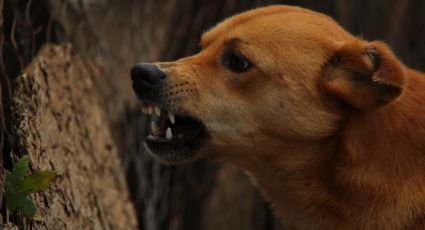 Menor de 6 años es brutalmente atacado por los perros de su familia; perdió la vida en EU