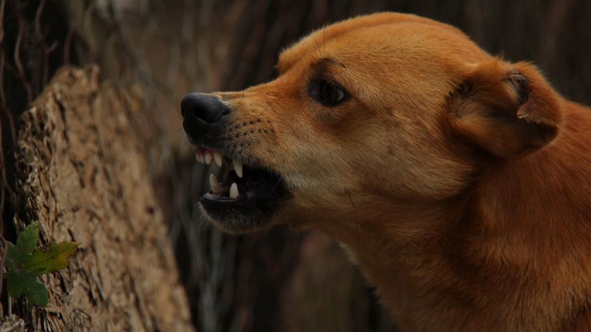 Menor de 6 años es brutalmente atacado por los perros de su familia; perdió la vida en EU