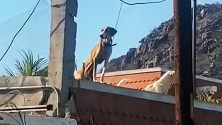 Dueños niegan maltrato animal a perrita de Guaymas; AMIC abre investigación del caso