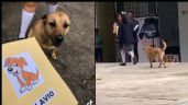 Foto ilustrativa de la nota titulada Caso viral: Perrito se gradúa de la Primaria y se vuelve viral en TikTok; así lo celebraron