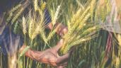 Foto ilustrativa de la nota titulada Agricultores avalan reconversión del trigo a la cebada, pero de manera gradual y analizada