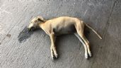 Foto ilustrativa de la nota titulada Denuncian animalistas matanza de perros en Guaymas; piden castigo para culpables