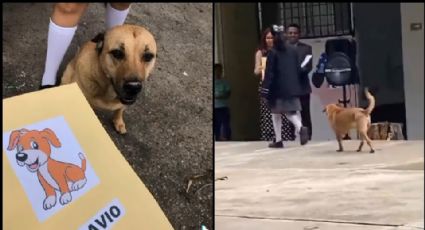 Caso viral: Perrito se gradúa de la Primaria y se vuelve viral en TikTok; así lo celebraron