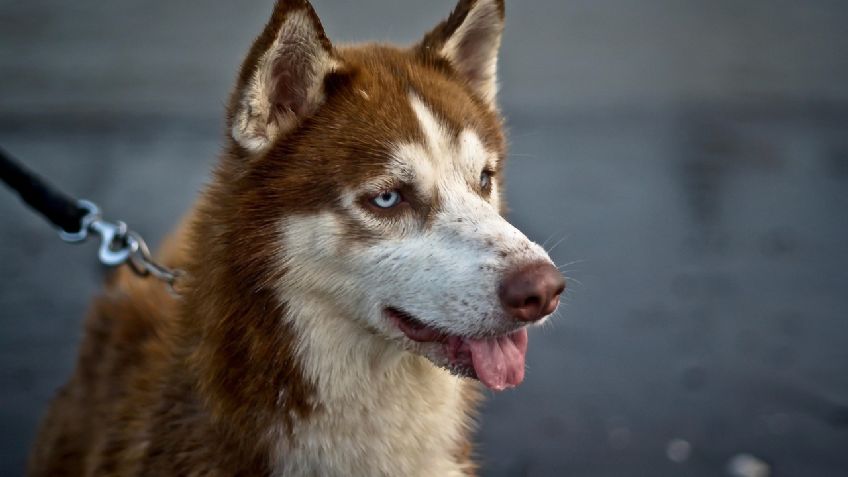 Nogales: Hombre le arranca la vida a una perrita; la lesionó con arma punzocortante