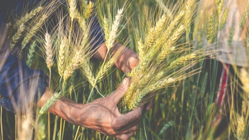 Agricultores avalan reconversión del trigo a la cebada, pero de manera gradual y analizada
