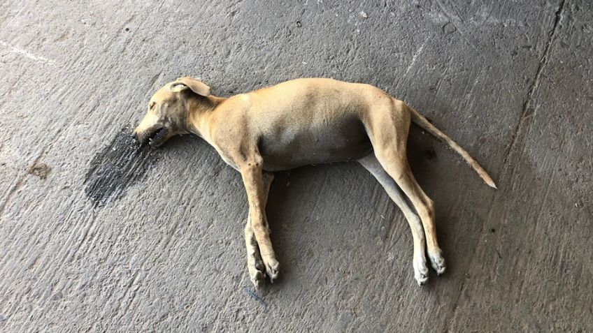 Denuncian animalistas matanza de perros en Guaymas; piden castigo para culpables