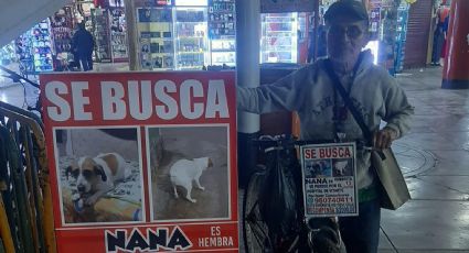 Hombre busca a su perrita perdida desde hace un año; conoce su historia